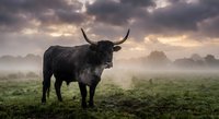 Highland cattle bull standing in misty meadow at dramatic sunset with stormy clouds and golden light breaking through atmospheric landscape.