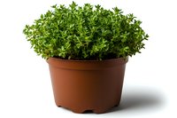 Fresh green thyme growing in brown plastic pot isolated on white background, aromatic culinary herb plant for cooking and gardening.