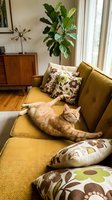 Orange tabby cat relaxing on mustard yellow mid-century modern sofa with patterned pillows in bright living room with wooden furniture and potted plant.