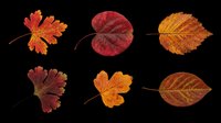 Six vibrant autumn leaves in red, orange, and brown tones, isolated on transparent background. Ready for fall clipart, stickers, t-shirt design, and print on demand.