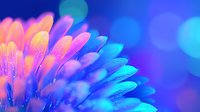 Vibrant macro flower petals in neon pink and electric blue colors with soft bokeh background create dreamy artistic nature photography effect.