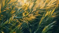 Sunlit wild grass stems swaying in breeze create natural abstract pattern with golden highlights against dark green background, capturing ethereal summer mood.