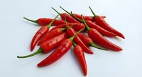 Fresh red hot chili peppers isolated on white background for cooking spice ingredient culinary design applications.