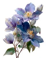Purple clematis flowers with golden stamens and green leaves on white background isolated for botanical illustration and floral design projects.