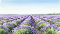 Endless rows of blooming lavender plants stretch across countryside field under soft cloudy sky creating peaceful agricultural landscape for aromatherapy concepts.