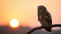Small owl perched on branch during golden sunset with warm orange sky background creating peaceful wildlife scene for nature photography projects.
