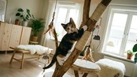 Playful tabby and white kitten climbing wooden cat tree with multiple levels, scratching posts, and lounging platforms in bright, modern living room with natural light and potted plants.