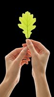 Hands holding bright green oak leaf isolated on transparent background, ready for t-shirt designs, clipart, stickers, print-on-demand products and sublimation projects.