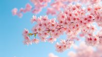 Delicate pink cherry blossoms against bright blue spring sky, soft focus close-up of blooming sakura branch with multiple flowers in full bloom.