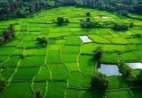 Vibrant green terraced rice fields with water pools and palm trees creating geometric patterns in tropical agricultural landscape.