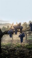 Ripe dark grape clusters hanging on grapevine branches in misty vineyard landscape at sunrise, suitable for wine production, agriculture, and harvest-themed designs.