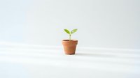 Small green seedling growing in terracotta pot on clean white surface with minimal background for growth and development concepts.