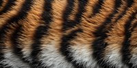Close up macro shot of natural tiger fur texture showing orange, black and white striped pattern. Detailed view of wild animal coat surface.