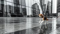 Beagle dog standing on wet urban plaza with modern skyscrapers reflecting in rain-soaked pavement, suitable for pet, city lifestyle, and weather-related projects.