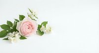 Elegant pink ranunculus flower with white jasmine blooms and green eucalyptus leaves arranged on clean white background for wedding invitations and greeting cards.