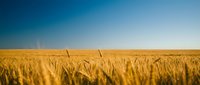 Golden wheat field under clear blue sky with fence posts creating rural agricultural landscape for farming and harvest concepts.