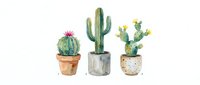 Watercolor illustration of three potted cacti with pink and yellow flowers in terracotta and ceramic containers, isolated on white background for design projects.