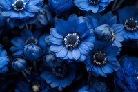 Vibrant blue daisy flowers with dark centers in moody lighting create dramatic floral composition. Close up macro photography shows delicate petals and buds.