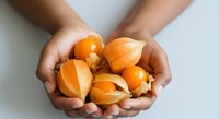 Young adult with medium skin tone holding fresh orange physalis fruits with papery husks in cupped hands against white background, suitable for healthy food, nutrition, and organic produce marketing.