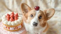 Adorable corgi dog with cherry on head next to strawberry cake for birthday celebration and pet party themes.