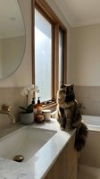 Fluffy tortoiseshell cat sitting on marble bathroom counter near window, cozy modern interior with orchid and candle decor.
