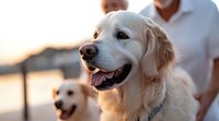 Happy Golden Retriever dog smiling at sunset with blurred companion in background, warm evening light creates gentle atmosphere during outdoor walk.