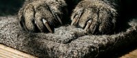 Close-up of fluffy cat paws with sharp claws resting on a soft gray felt surface, showcasing feline texture and natural detail.