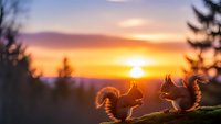 Two squirrels silhouetted against golden sunset sky with warm orange and purple hues, peaceful wildlife scene in natural outdoor setting.