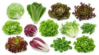 Assorted fresh lettuce and leafy greens varieties including romaine, butterhead, red cabbage and mixed salad leaves isolated on white background for culinary and nutritional use.