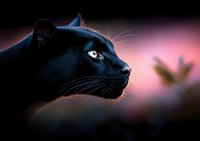 Black cat with bright blue eyes in profile against pink sunset sky, watching butterfly in soft focus background, creating mystical atmospheric mood.