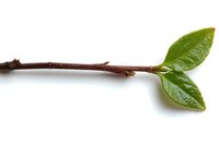 Fresh brown twig with two bright green leaves isolated on white background, macro photography showing natural plant growth and spring renewal.