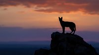 Wolf silhouette standing on rocky cliff against dramatic sunset sky with orange and purple clouds creating majestic wilderness scene for nature photography.