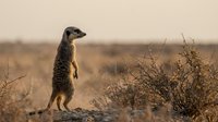 Meerkat standing alert on sandy ground among desert shrubs in natural African savanna habitat during golden hour wildlife photography.