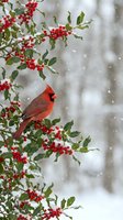 Male northern cardinal perched on holly branch with bright red berries during gentle snowfall in winter garden setting for holiday seasonal decor.
