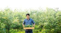 Male farmer of South Asian descent wearing blue work shirt holding wooden crate of fresh green vegetables in agricultural field during harvest season for farming and agriculture concepts.