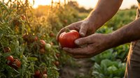 Farmer hands holding fresh ripe red tomato in organic vegetable garden during golden hour sunset. Harvest time agriculture concept for healthy food production.