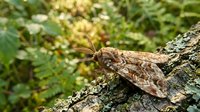 Brown moth with intricate wing patterns resting on textured tree bark in natural forest environment with green foliage background for nature photography.