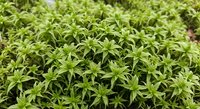 Fresh green moss carpet texture with tiny star-shaped leaves creating natural organic pattern for botanical backgrounds and nature designs.