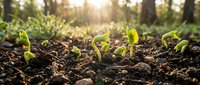 Young green seedlings emerging from rich dark soil in sunlight, representing new life, growth, agriculture, and sustainable farming practices in garden.