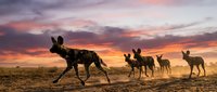 African wild dogs pack running across savanna landscape during golden hour sunset with dramatic colorful sky and dusty terrain in wildlife reserve.
