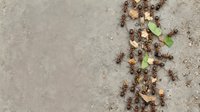 Ants carrying food crumbs and leaves across textured concrete surface, showcasing teamwork and natural foraging behavior in urban environment.