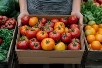 Fresh ripe tomatoes in cardboard box at farmers market, variety of red, yellow and orange heirloom tomatoes with green stems displayed for sale.
