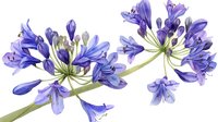 Vibrant purple agapanthus flowers in bloom against white background, showcasing delicate petals and elegant stem structure.