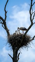 White stork family with chicks in large nest on bare tree branches against blue cloudy sky. Wildlife parenting and nesting behavior in natural habitat.