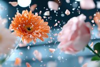 Orange gerbera daisy and pink rose with floating petals against blue background, creating dreamy romantic atmosphere with soft bokeh effect.