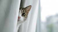 Curious tabby and white cat peeking from behind white curtain, showing half face with bright eye in soft natural light.