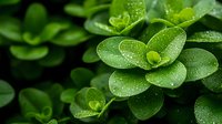 Fresh green succulent leaves covered with morning dew drops in macro photography, creating natural pattern with soft bokeh background for nature and wellness designs.