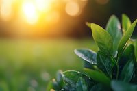 Fresh green leaves with water drops in morning sunlight against blurred natural bokeh background, creating peaceful garden atmosphere at sunrise.