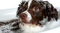Wet English Springer Spaniel with soap bubbles taking bath. Close up portrait of brown and white dog with expressive eyes in bathtub during grooming.