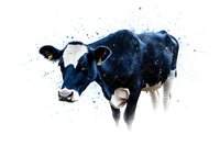 Watercolor style black and white dairy cow with artistic splatter effect on white background, farm animal portrait showing gentle expression and detailed features.